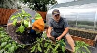Перець миттєво піде в ріст: чим підживити після висадки в ґрунт