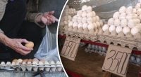 В Україні можуть знову подорожчати яйця: економіст пояснив, що відбувається