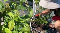 Две ложки под куст: простая подкормка, которая увеличит урожай голубики