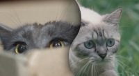 Сигналы, которые замечают единицы: как на самом деле извиняются коты