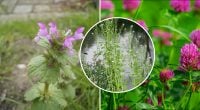 Вместо рукколы и шпината: топ-10 сорняков, которые можно и нужно есть
