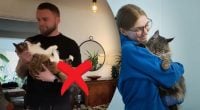 Почему нельзя брать кота на руки: причина, о которой мало кто говорит