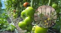 Помидоры будут большими и мясистыми: что обязательно нужно сделать в июне