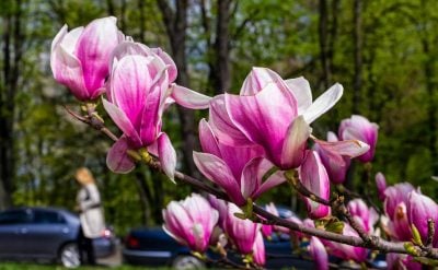 Довгоочікуване тепло увірветься на Житомирщину: коли прогріє до +25°