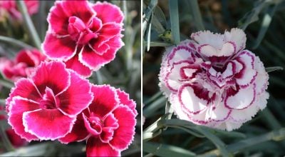 Садова гвоздика, Dianthus caryophyllus