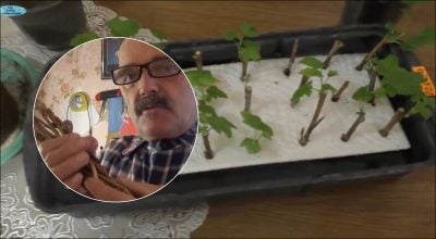 Как размножить смородину черенками в воде: с одного куста можно получить десятки растений