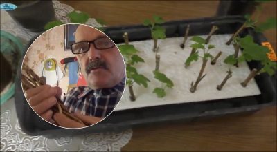 Як розмножувати смородину живцями