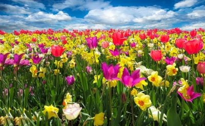 Різке потепління накриє Львівську область: коли температура підвищиться до +23