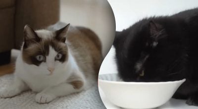 Більшість власників неправильно ставлять миски для кота - в чому проблема