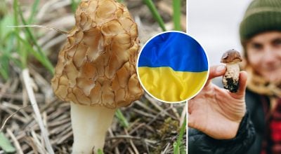 Ніякі не "сморчки": як правильно назвати ці весняні гриби українською