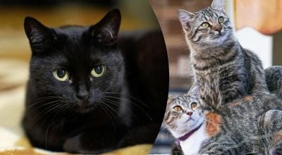 Прикмети про котів