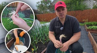 Фузаріоз атакує коріння часнику - садівник розкрив дієвий метод порятунку