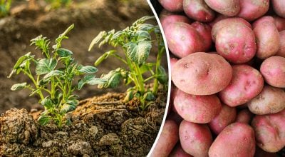 Як садили картоплю в Радянському Союзі