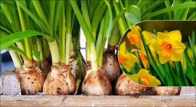 Нарциси 