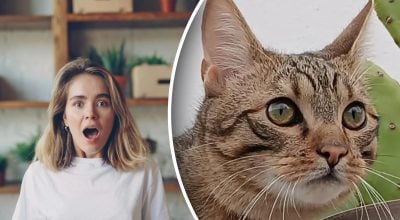 Кот по кличке Рокки сделал хозяйке "подарок", от которого она закричала