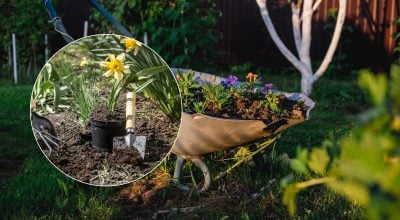 Стане розсадником цвілі та кліщів: яку популярну рослину не можна садити біля будинку