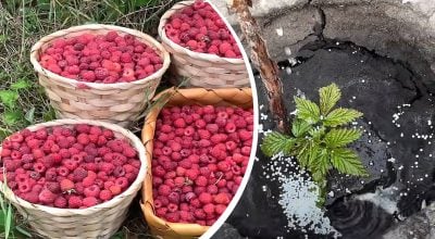 Кущі ломитимуться від ягід: чим підживити малину у травні