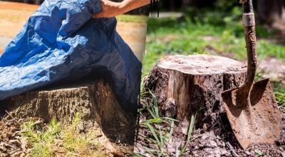 Пень з ділянки можна прибрати всього за 1 годину: як це роблять китайці