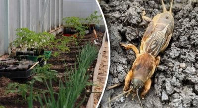 Як позбутися капустянки без хімії: одна хитрість рятує весь город