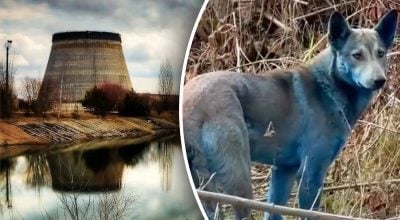 Тварини в зоні ЧАЕС змінилися: дослідження здивувало біологів