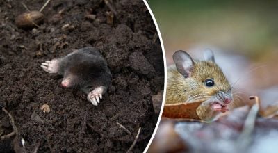 Яка квітка відлякує кротів краще за хімію - що потрібно посадити