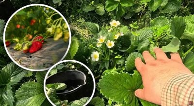 Полуниця буде як з картинки: чим підживити кущі під час активного цвітіння