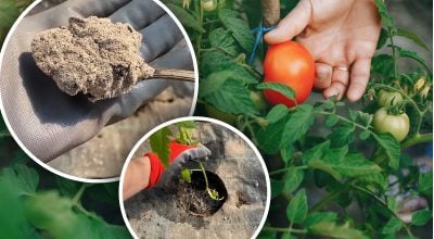 Посадка томатів у відкритий ґрунт: що додати в лунку для загартування коріння