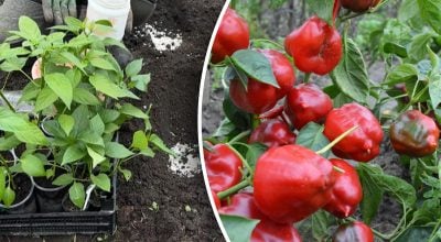 Що не можна садити біля болгарського перцю: названо неочевидного сусіда-ворога