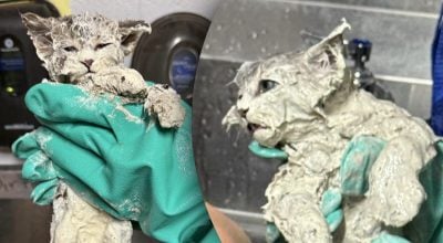 Кошеня знайшли вкритим дивною масою: рятувальники були приголомшені