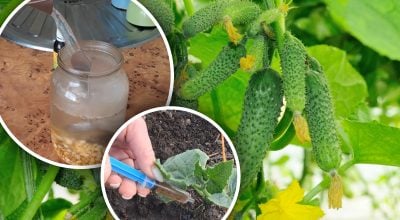 "Заряджена" лунка для огірків: домашній коктейль для міцного вкорінення