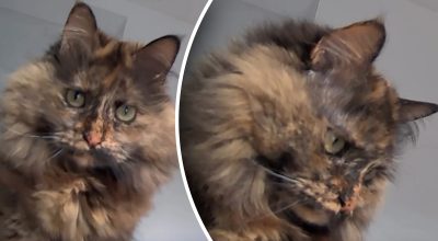 кошка на камере наблюдения