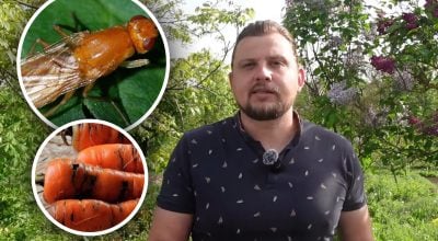 Головна помилка травня: садівник розкрив, що приваблює морквяну муху на грядку