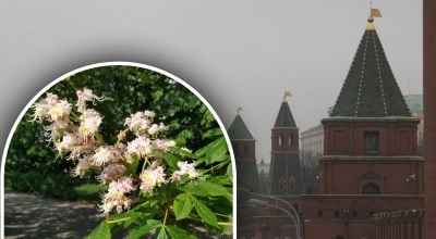 Звідки взялися каштани в Києві та до чого тут Кремль: історик розкрив секрет