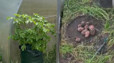 Картопля для ледачих: 3 способи отримати суперурожай без городу