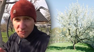 Рятуємо майбутній урожай: як правильно підживити сад, що постраждав від холоду