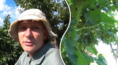 Чим підживити смородину та порічку