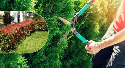 Розкішна зелена огорожа без клопоту: який кущ росте швидше за тую і виглядає яскравіше