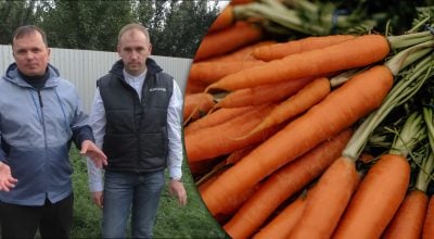 Як виростити моркву завдовжки 25 см: три головні секрети чудового врожаю