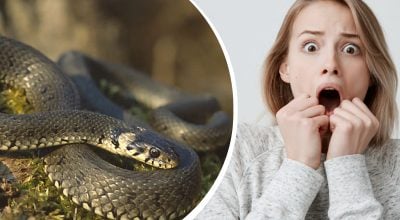 Ніякий не 'уж': як правильно назвати змію з жовтими 'вухами' українською