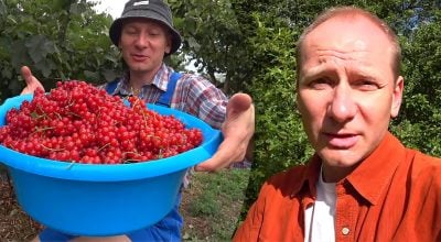 Большие гроздья смородины без потерь: эксперт раскрыл чем подкормить кусты в мае