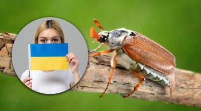 Ніякий не "майський жук": комаха має більш лаконічну українську назву