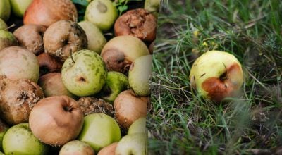 Яблука не будуть гнити: що потрібно зробити вже зараз, щоб врятувати врожай
