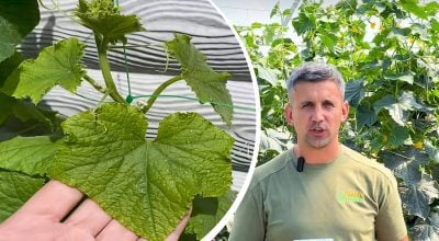 Чому в огірків жовтіє та сохне листя: як розпізнати проблему і врятувати врожай
