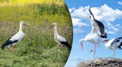 приметы об аистах приметы об аистах
