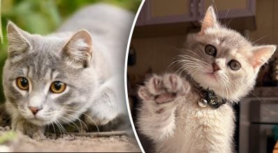 Дивна звичка котів довгі роки дивувала господарів: причина з’ясована