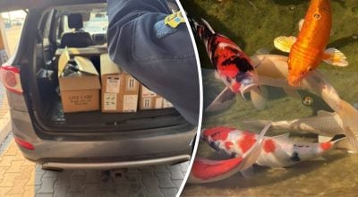 Женщина хотела пересечь границу с 'живыми драгоценностями': что нашли таможенники