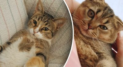 Почему на самом деле кошки мурлыкают: секрет, о котором молчат ветеринары