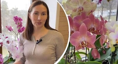 Орхидея отблагодарит пышным цветением: 5 секретных шагов, которые оживят орхидею