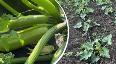 Кабачки можна буде збирати відрами: головний секрет рясного врожаю