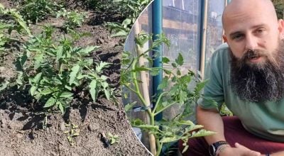 Урожай томатов некуда будет девать: что обязательно нужно сделать в мае